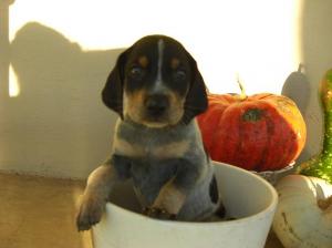 BluetickCoonhounds